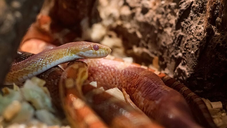 Corn snake or Pantherophis guttatus